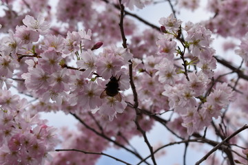 Frühlingsblüte 1