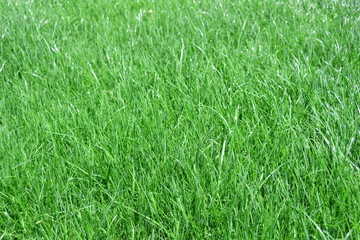 background of grass