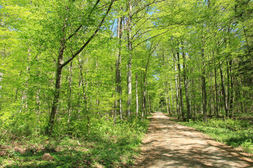 Weg durch den Frühlingswald 