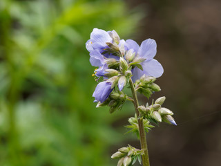Jacob's-ladder or Greek valerian blue pearl (Polemonium caeruleum)