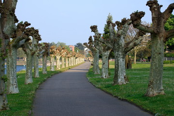 Fototapeta na wymiar Allee aus Bäumen im Stadtpark von Andernach am Rhein