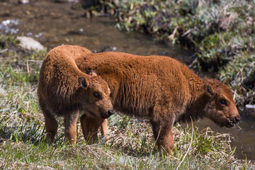 Bison calves, Custer State Park South Dakota,