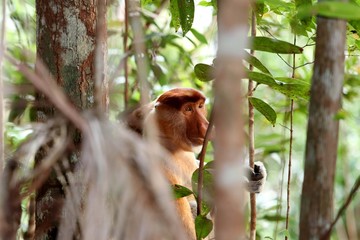 proboscis monkey (Nasalis larvatus) - Borneo Malaysia Asia