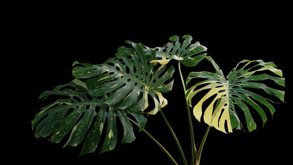 Variegated green yellow leaves of tropical foliage plant Monstera philodendron (Monstera deliciosa) popular houseplant isolated on black background. © Chansom Pantip
