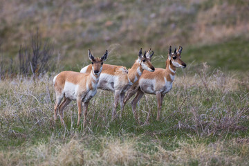 Pronghorns, Custer State Park, South Dakota