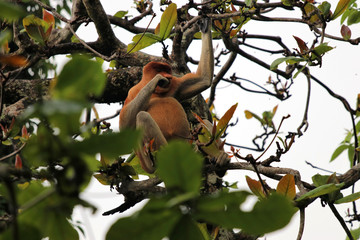 proboscis monkey (Nasalis larvatus) - Borneo Malaysia Asia