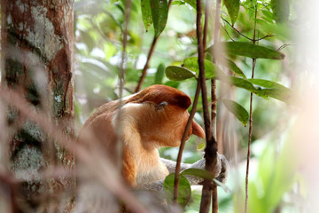 proboscis monkey (Nasalis larvatus) - Borneo Malaysia Asia