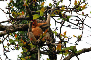 proboscis monkey (Nasalis larvatus) - Borneo Malaysia Asia