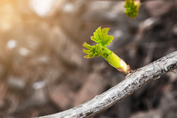 A branch of currant, with one flowering bud, close-up. Currant in the foreground in focus. The background is blurred. Copy space