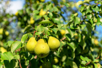ripe pears on the branches of a tree in the garden among the leaves