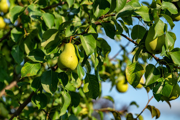 ripe pears on the branches of a tree in the garden among the leaves