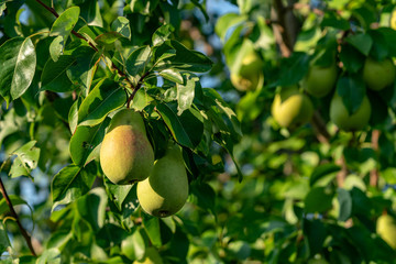 ripe pears on the branches of a tree in the garden among the leaves