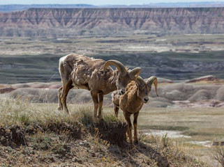 Bighorn sheep, Badlands National Park, South Dakota