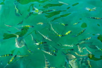 Fototapeta premium A flock of fish in sea water. Many colorful fish on the background of the sea, front focus, top view . pattern