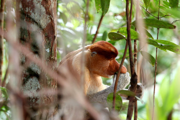 proboscis monkey (Nasalis larvatus) - Borneo Malaysia Asia