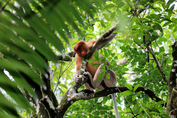 proboscis monkey (Nasalis larvatus) - Borneo Malaysia Asia