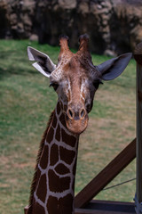 Giraffe