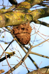 Nest von Eichenprozessionsspinner an einer Eiche