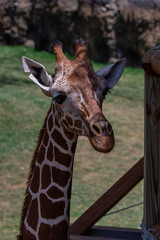 Giraffe