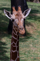 Giraffe