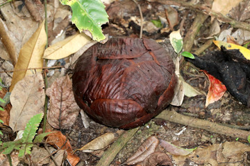 Rafflesia (Rafflesia arnoldii) flower bud - Borneo Malaysia Asia