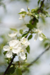 Obraz na płótnie Canvas Spring flowers. Beautiful blooming apple tree branch in blurred background