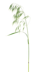 Green spikelet of wild oats isolated on a white background