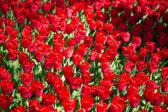 Background image of red spring tulips