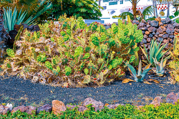 View of different types of cacti on the coast of Playa de las Americas, Tenerife, Canary Islands, Spain.
