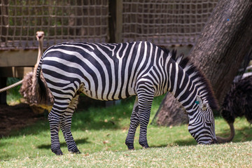 zebra in the zoo