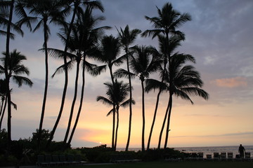 Obraz premium Palm Trees on Maui