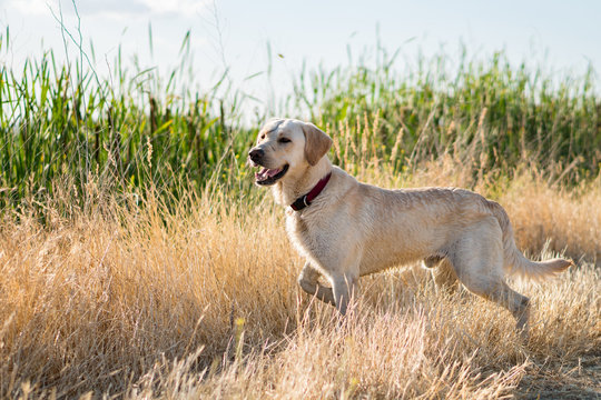 Yellow Labrador retriever hunting and pointing