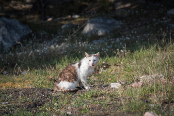 Naklejka na ściany i meble Foros, Republic of Crimea - April 1, 2019: Wild homeless ragged cats walk in nature on the southern coast of the Crimea peninsula
