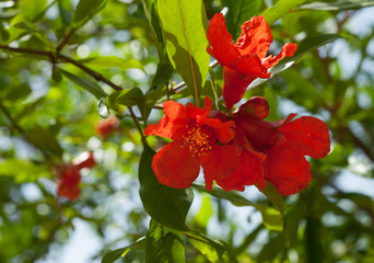Pomegranate flowers with buds on a branch. © grafnata