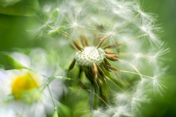Dandelion close up, fading and expanding flower.