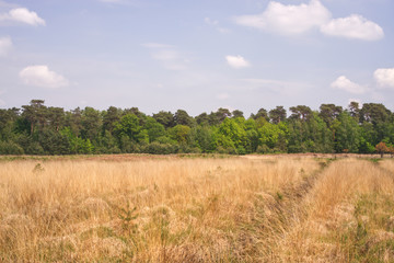 Obraz premium diersfordter wald