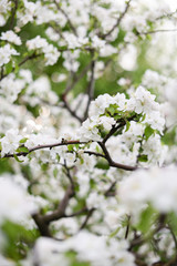 Spring flowers. Beautiful blooming apple tree branches in blur with bokeh
