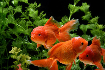 Goldfish carassius auratus background aquatic plants