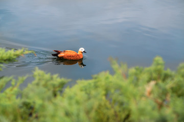 duck on the lake swims