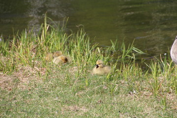 Gosling Yawning, William Hawrelak Park, Edmonton, Alberta