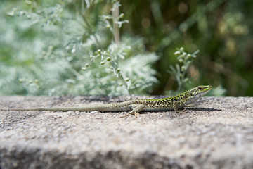 Male of European green lizard sunning in Sicily, Lacerta viridis, is a large lizard distributed...