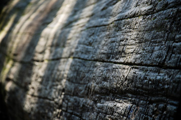 Macro of a signed Tree Log