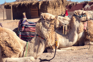 Fototapeta premium Egypt, Hurghada, 12 may 2019, beduins and tourits ride a camels in the desert