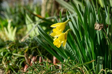 Wandcirkels tuinposter Daffodil flower in grass. Slovakia © Valeria