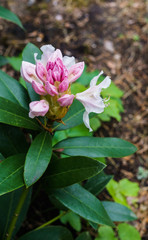 A budding flower of pink rhododendron flower in a city park.