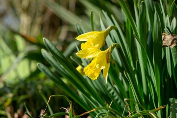 Daffodil flower in grass. Slovakia