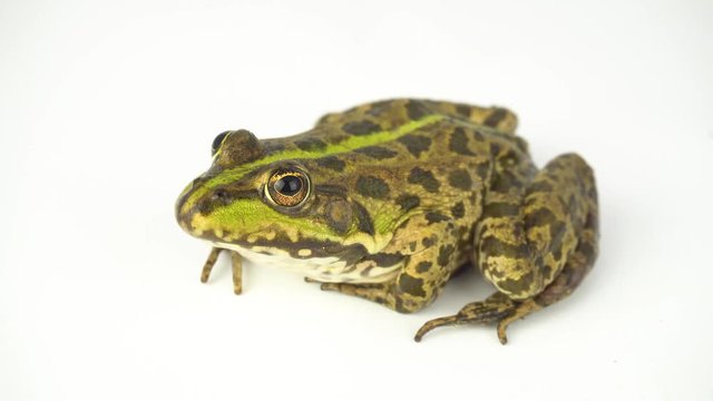 Frog toad green on white background