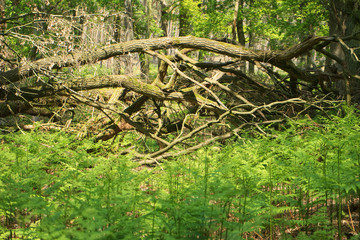 diersfordter wald