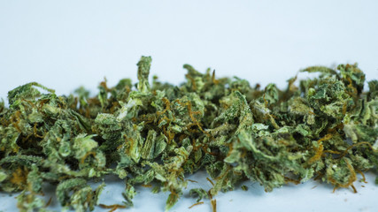 Marijuana weed close-up on white background