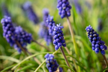 Blue Muscari flower in the garden during spring. Slovakia